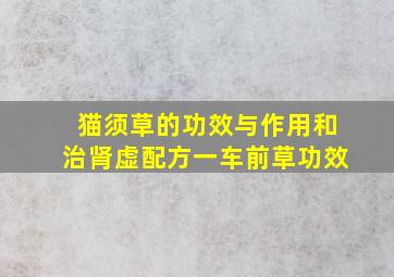 猫须草的功效与作用和治肾虚配方一车前草功效