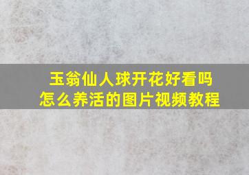 玉翁仙人球开花好看吗怎么养活的图片视频教程