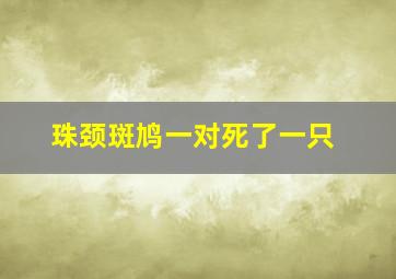 珠颈斑鸠一对死了一只