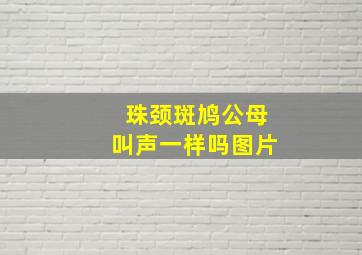 珠颈斑鸠公母叫声一样吗图片