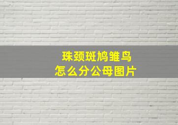 珠颈斑鸠雏鸟怎么分公母图片