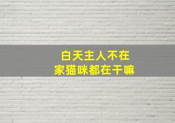 白天主人不在家猫咪都在干嘛