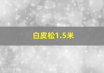 白皮松1.5米