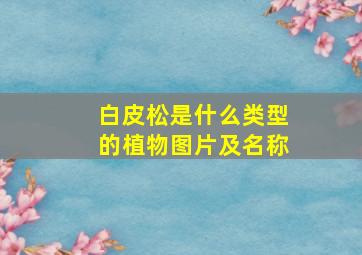 白皮松是什么类型的植物图片及名称