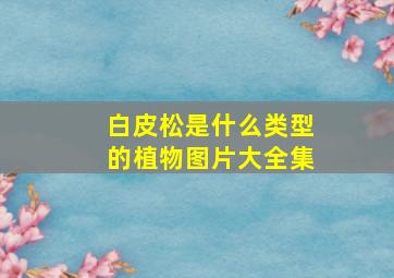 白皮松是什么类型的植物图片大全集