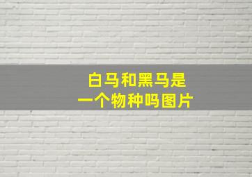 白马和黑马是一个物种吗图片