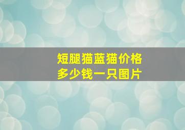 短腿猫蓝猫价格多少钱一只图片