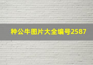 种公牛图片大全编号2587