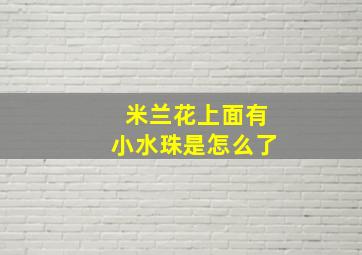 米兰花上面有小水珠是怎么了