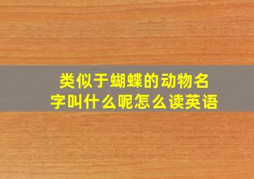 类似于蝴蝶的动物名字叫什么呢怎么读英语