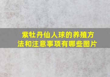 紫牡丹仙人球的养殖方法和注意事项有哪些图片