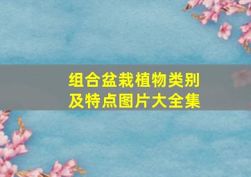 组合盆栽植物类别及特点图片大全集