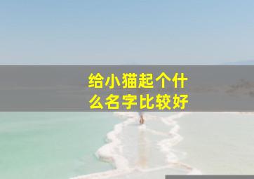 给小猫起个什么名字比较好