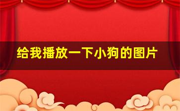 给我播放一下小狗的图片