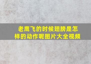 老鹰飞的时候翅膀是怎样的动作呢图片大全视频