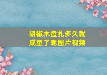 胡椒木盘扎多久就成型了呢图片视频