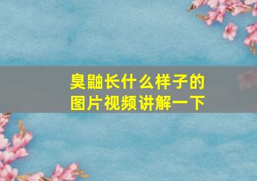 臭鼬长什么样子的图片视频讲解一下