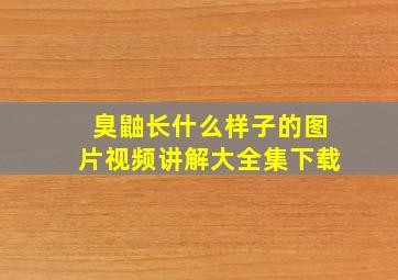 臭鼬长什么样子的图片视频讲解大全集下载