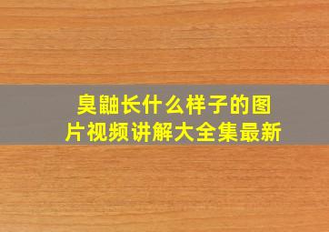 臭鼬长什么样子的图片视频讲解大全集最新