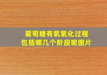 葡萄糖有氧氧化过程包括哪几个阶段呢图片