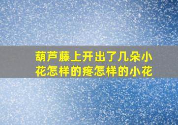 葫芦藤上开出了几朵小花怎样的疼怎样的小花