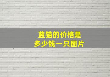 蓝猫的价格是多少钱一只图片