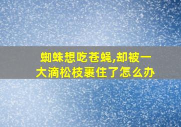 蜘蛛想吃苍蝇,却被一大滴松枝裹住了怎么办