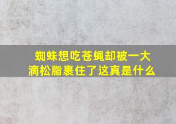 蜘蛛想吃苍蝇却被一大滴松脂裹住了这真是什么