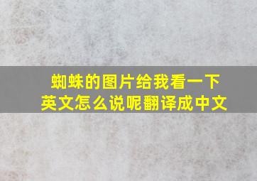 蜘蛛的图片给我看一下英文怎么说呢翻译成中文