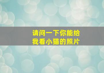 请问一下你能给我看小猫的照片