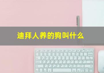 迪拜人养的狗叫什么