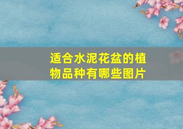 适合水泥花盆的植物品种有哪些图片