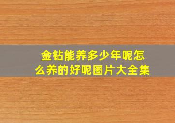 金钻能养多少年呢怎么养的好呢图片大全集