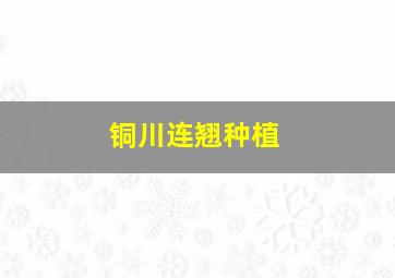 铜川连翘种植