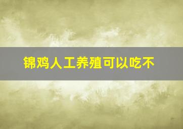 锦鸡人工养殖可以吃不