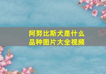 阿努比斯犬是什么品种图片大全视频