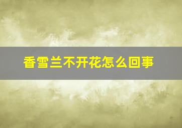 香雪兰不开花怎么回事