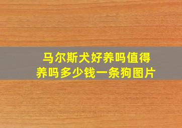 马尔斯犬好养吗值得养吗多少钱一条狗图片