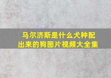 马尔济斯是什么犬种配出来的狗图片视频大全集