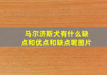 马尔济斯犬有什么缺点和优点和缺点呢图片