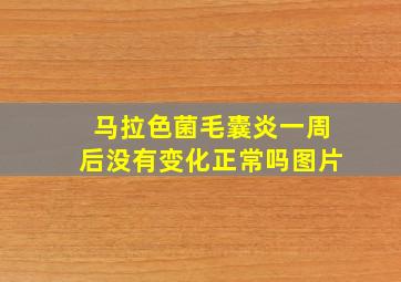 马拉色菌毛囊炎一周后没有变化正常吗图片