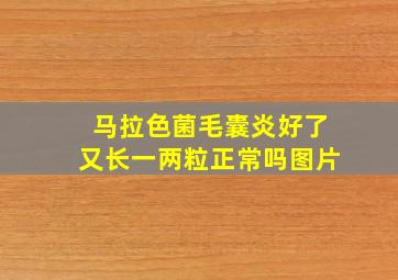 马拉色菌毛囊炎好了又长一两粒正常吗图片