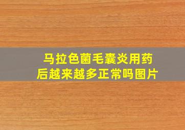 马拉色菌毛囊炎用药后越来越多正常吗图片