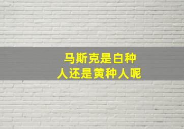 马斯克是白种人还是黄种人呢