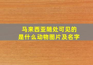 马来西亚随处可见的是什么动物图片及名字