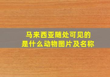 马来西亚随处可见的是什么动物图片及名称