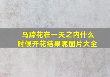 马蹄花在一天之内什么时候开花结果呢图片大全