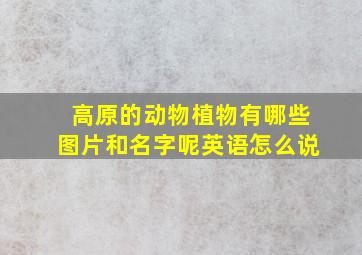 高原的动物植物有哪些图片和名字呢英语怎么说