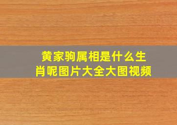 黄家驹属相是什么生肖呢图片大全大图视频