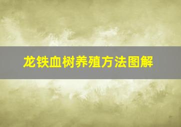 龙铁血树养殖方法图解